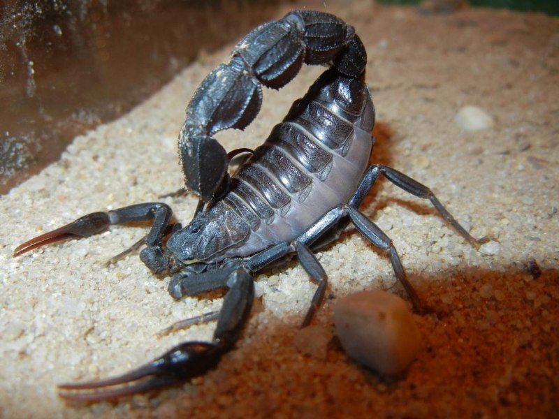 Толстохвостый Скорпион Androctonus Australis