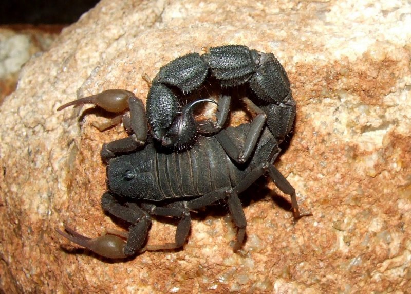 Скорпион Androctonus Australis