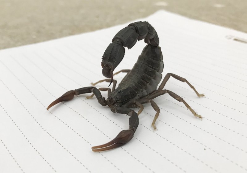 Parabuthus transvaalicus Скорпион