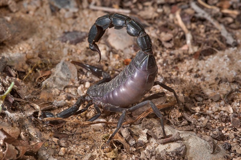 Androctonus baluchicus