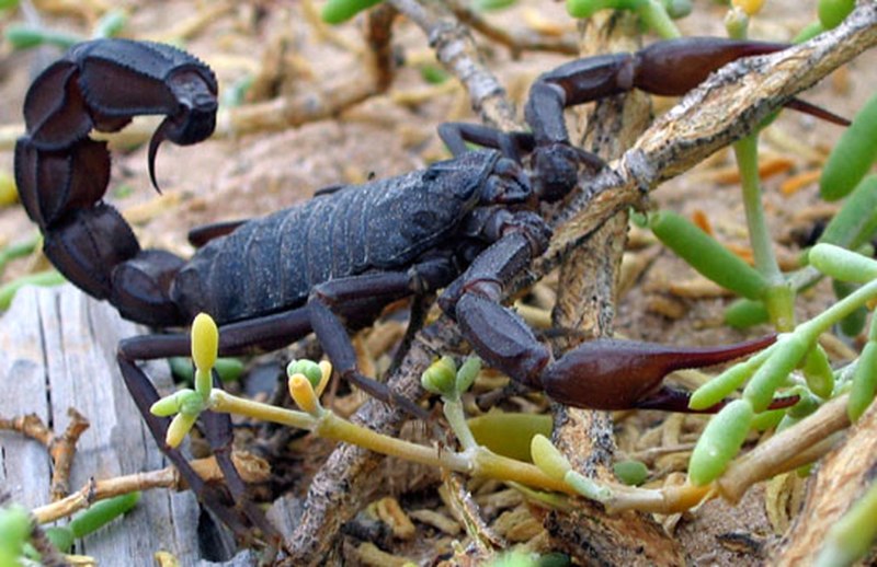 Androctonus amoreuxi