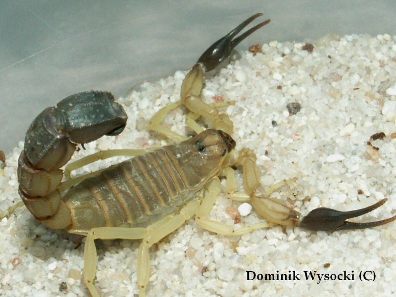 Androctonus crassicauda Скорпион