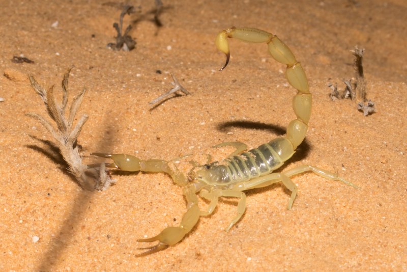 Androctonus crassicauda Скорпион