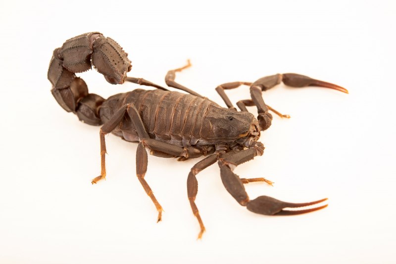 Androctonus mauritanicus