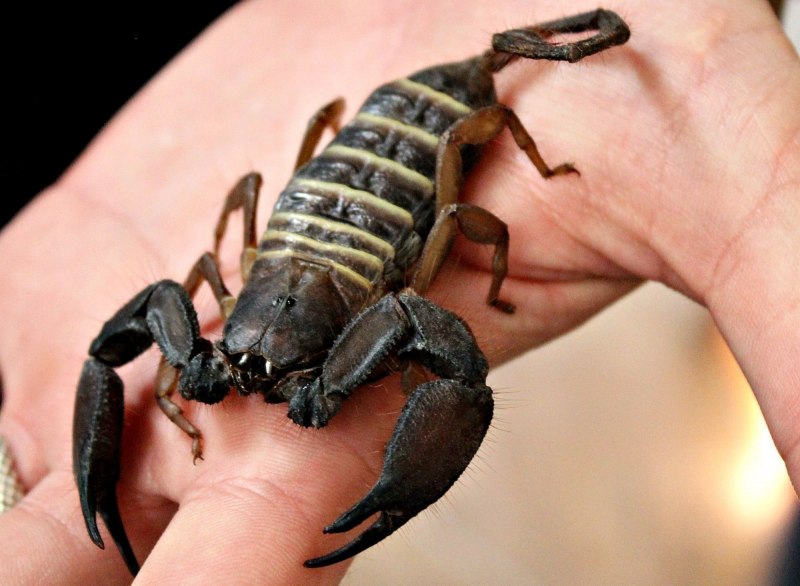 Скорпион Androctonus Australis