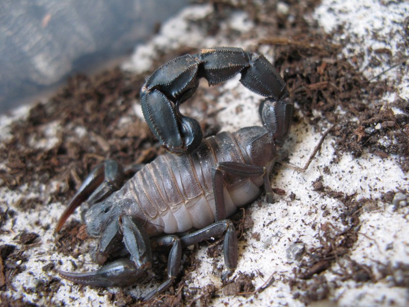 Толстохвостый Скорпион Androctonus Australis