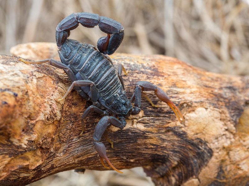 Androctonus crassicauda
