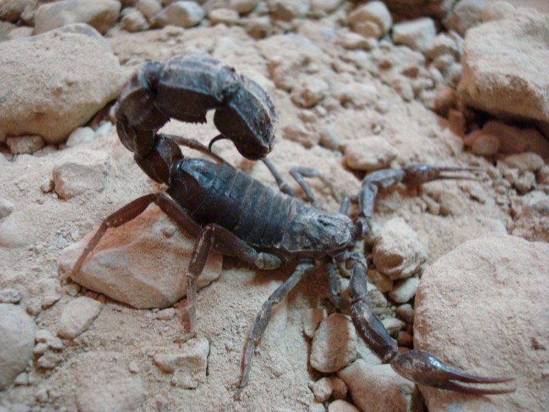 Толстохвостый Скорпион Androctonus Australis