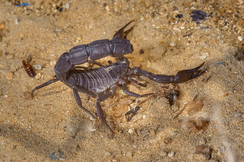 Androctonus crassicauda Скорпион