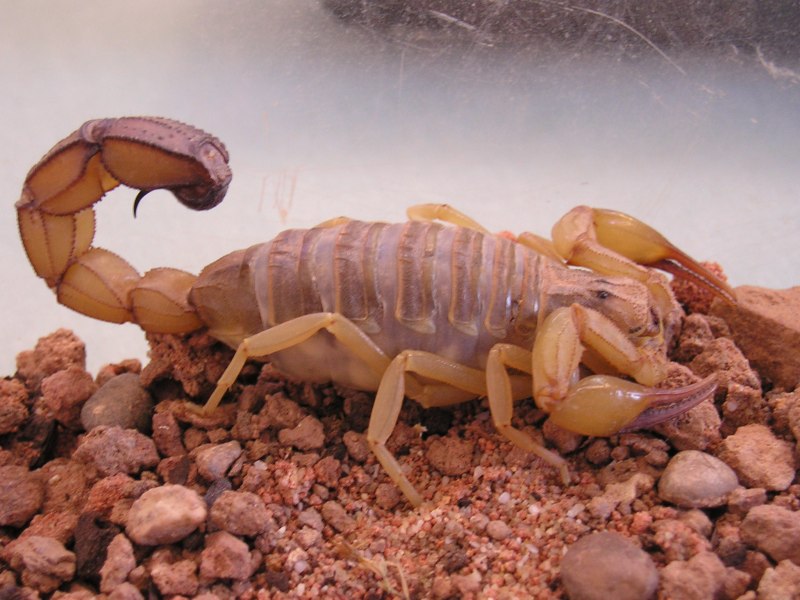 Androctonus Australis Hector