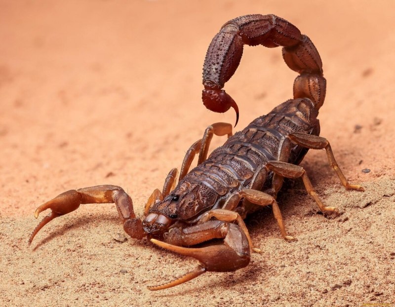 Opistophthalmus pugnax