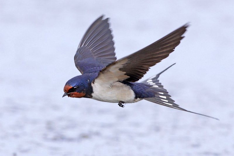 Swallow Ласточка