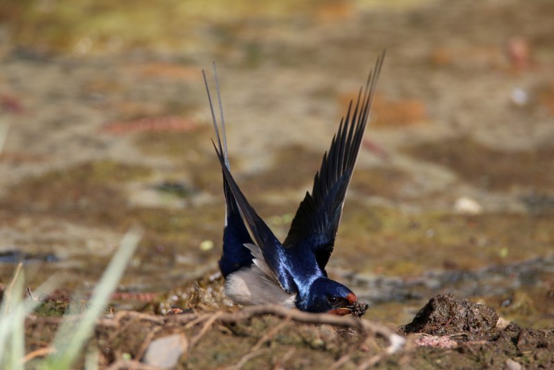 Tachycineta euchrysea