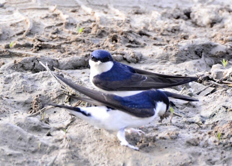 Ласточка городская (Delichon urbicum)