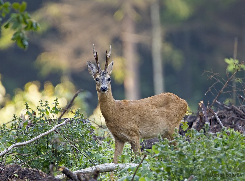Европейская косуля (capreolus capreolus)