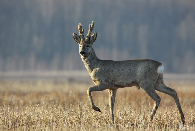 Косуля Сибирская