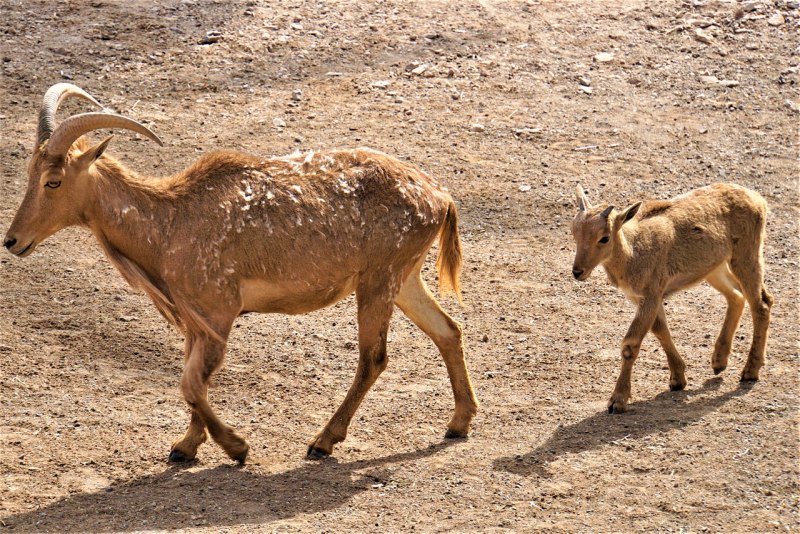 Косуля Сибирская (capreolus pygargus Pall.)