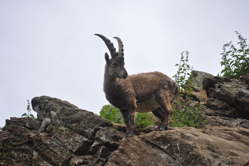 Косуля Сибирская (capreolus pygargus Pall.)