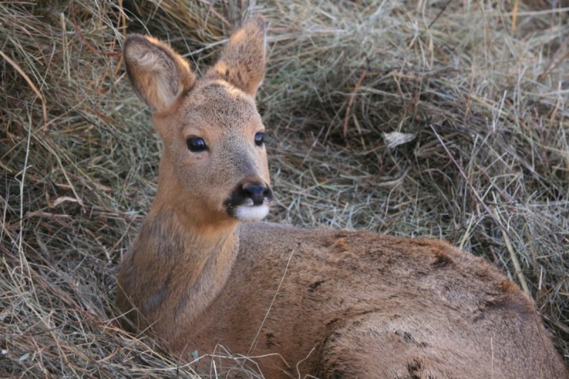 Европейская косуля (capreolus capreolus)