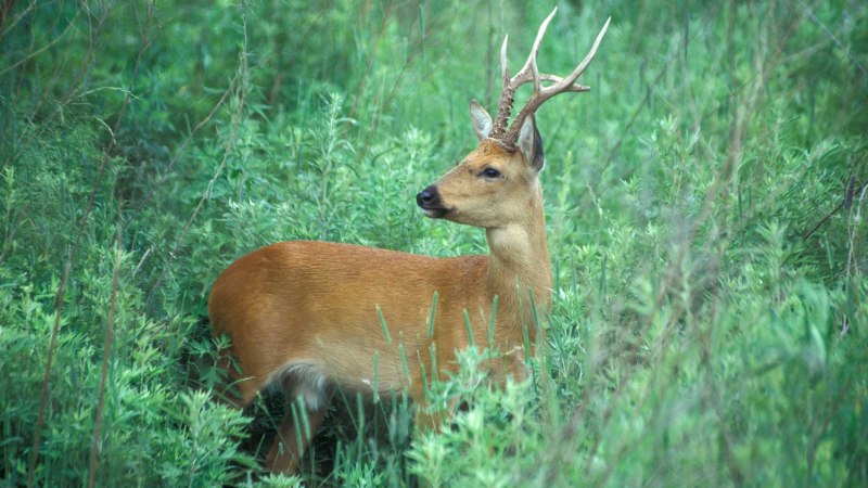 Косуля Сибирская (capreolus pygargus Pall.)