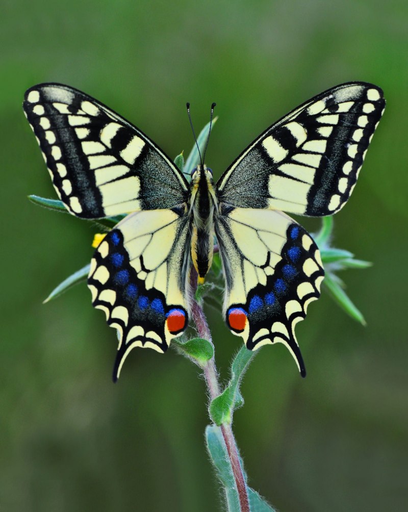 Бабочка Papilio Machaon