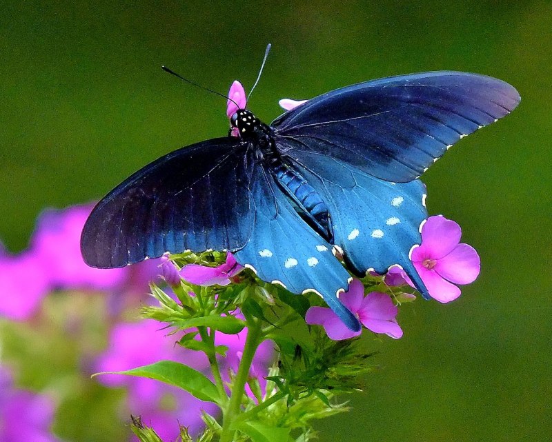 Papilio Bianor