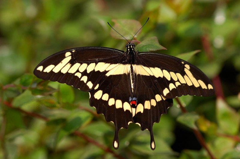 Giant Swallowtail бабочка