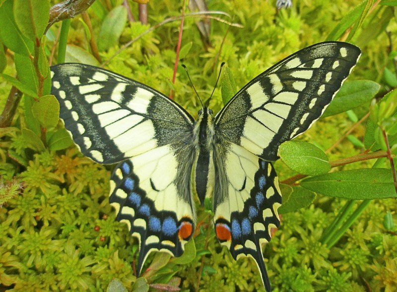 Бабочка Махаон (Papilio Machaon)