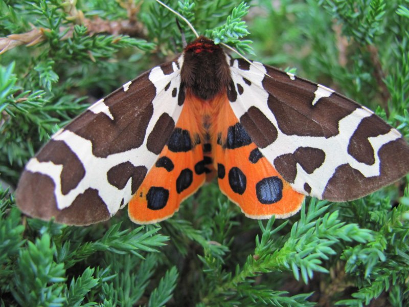 Papilio Polytes (парусник Полит)