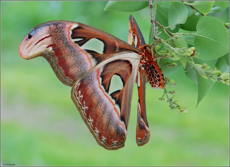 Charaxes protoclea