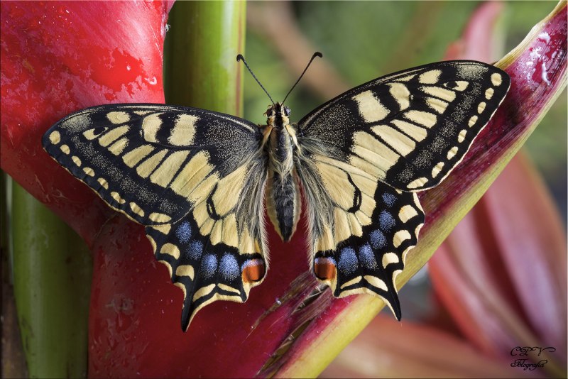 Бабочка Махаон (Papilio Machaon)