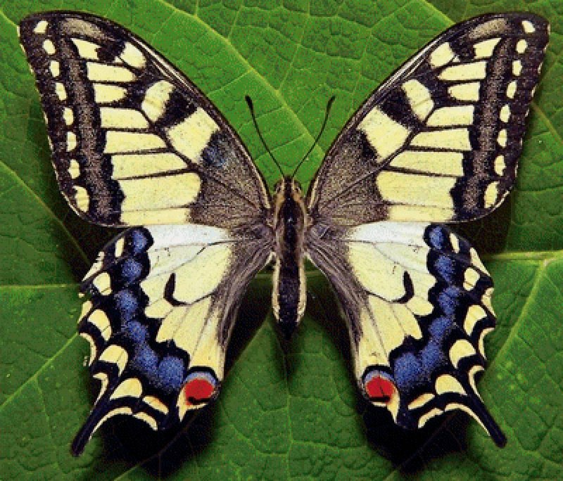 Махагон бабочка (67 фото)