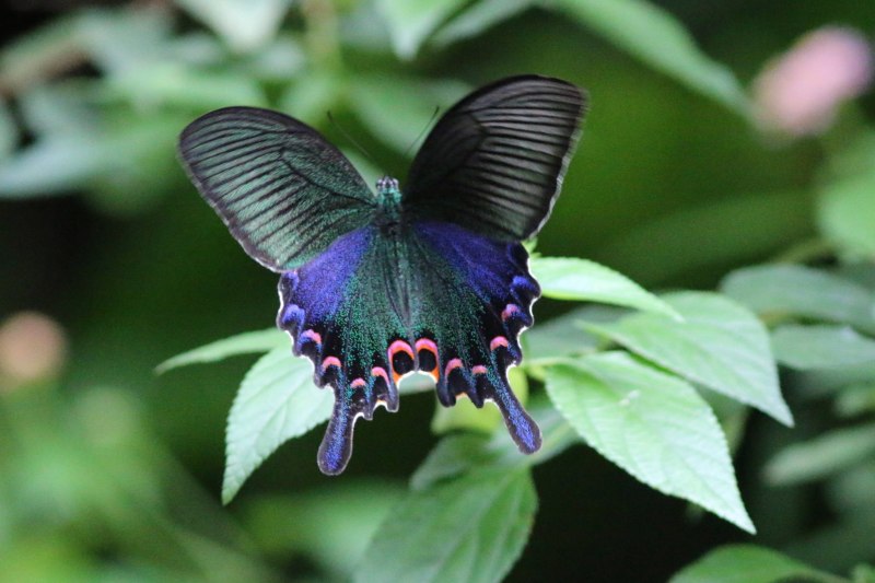 Адмирал (Vanessa Atalanta)