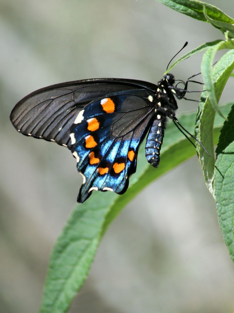 Papilio Machaon