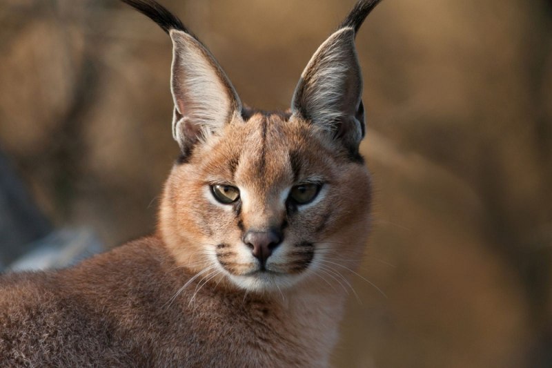 Коты породы каракал