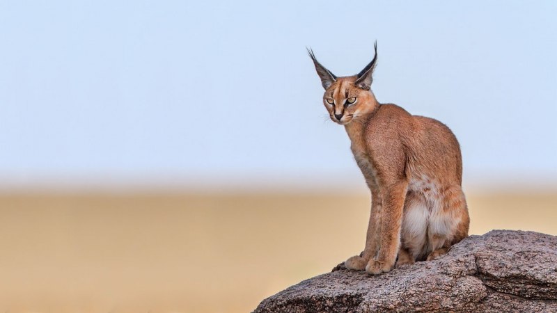 Каракал кошка