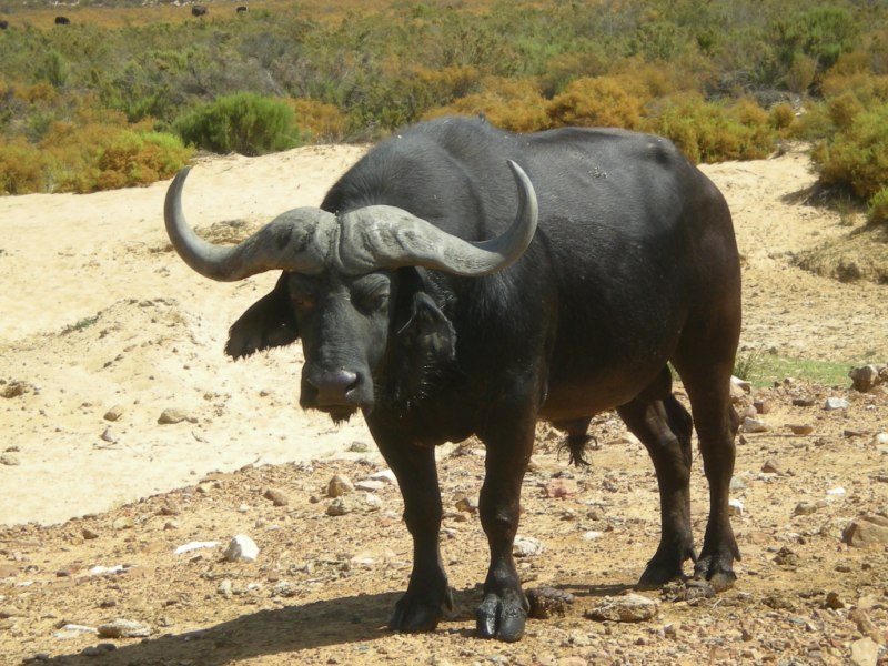 Buffalo Buffalo Buffalo Buffalo Buffalo Buffalo Buffalo Buffalo