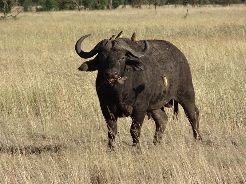 Buffalo Buffalo Buffalo Buffalo Buffalo Buffalo Buffalo Buffalo