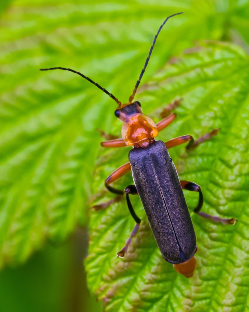 Мягкотелка красноногая. (Cantharis Rustica Fall)