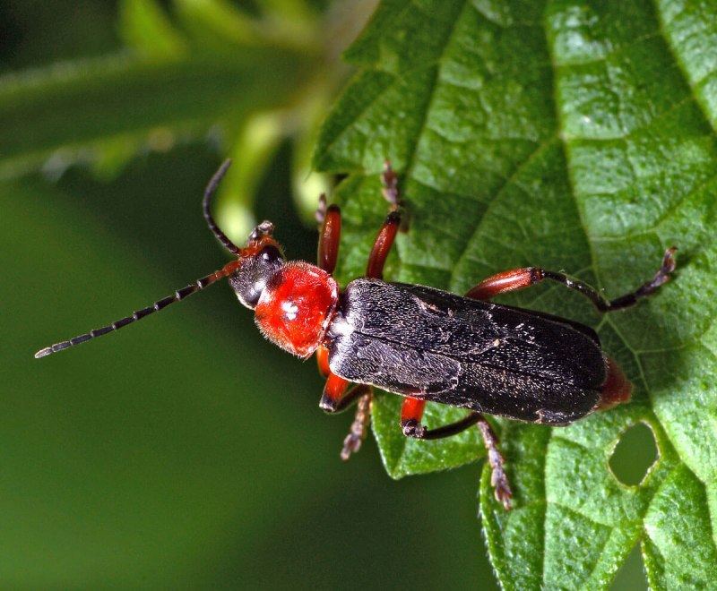 Мягкотелка рыжая Rhagonycha fulva