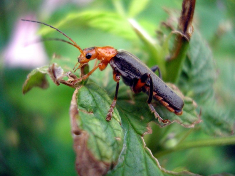 Cantharidae жуки-мягкотелки