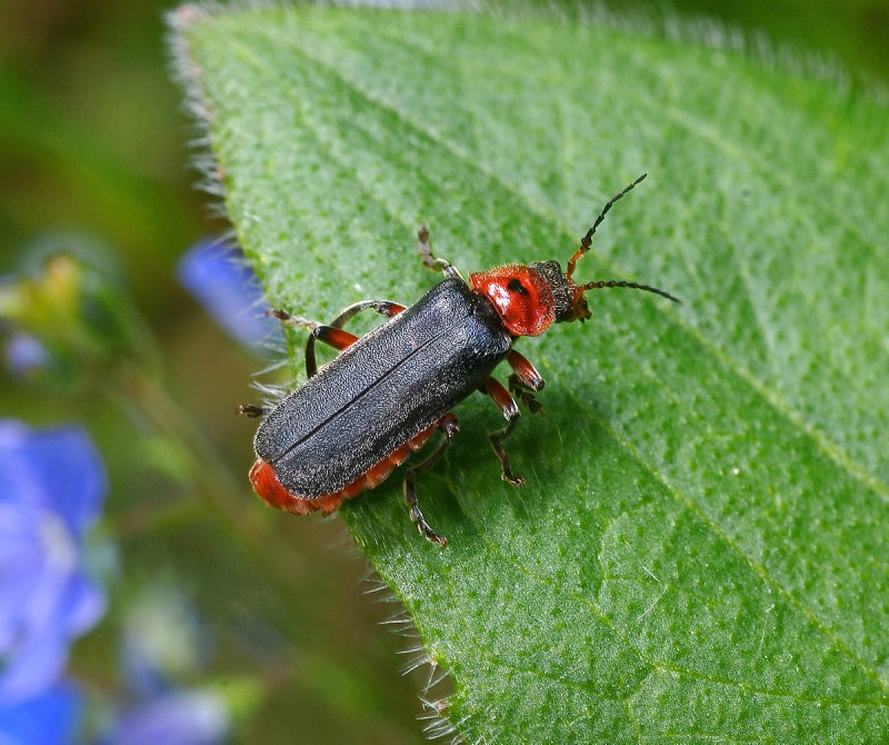 Мягкотелка бурая Cantharis Fusca