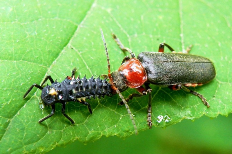 Жук Cantharis Fusca