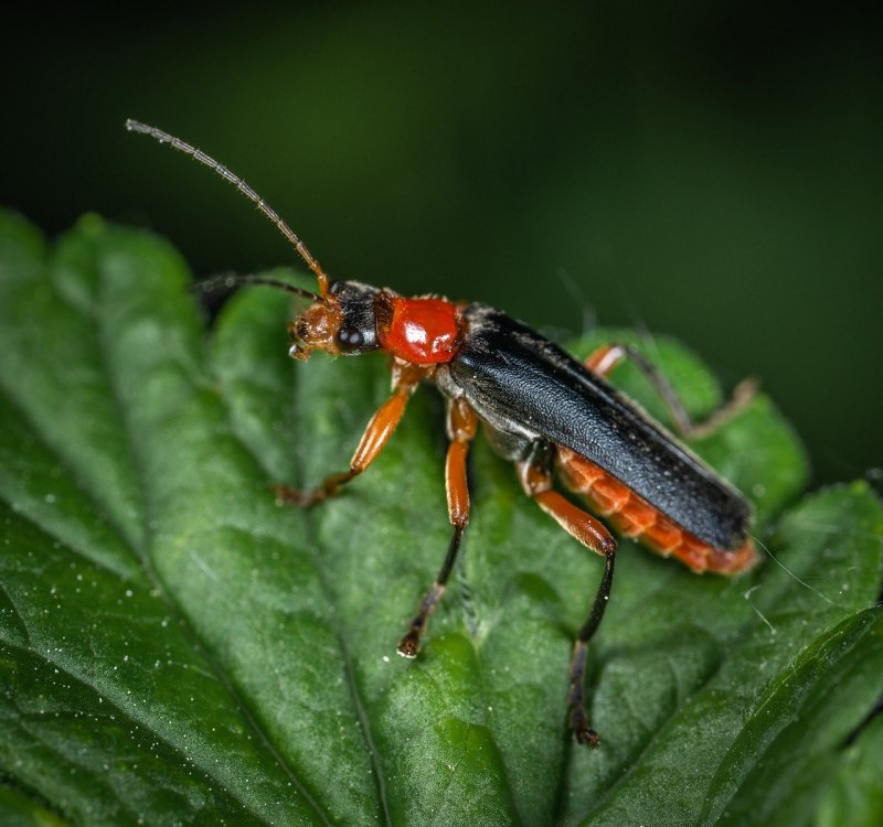 Мягкотелка Cantharis