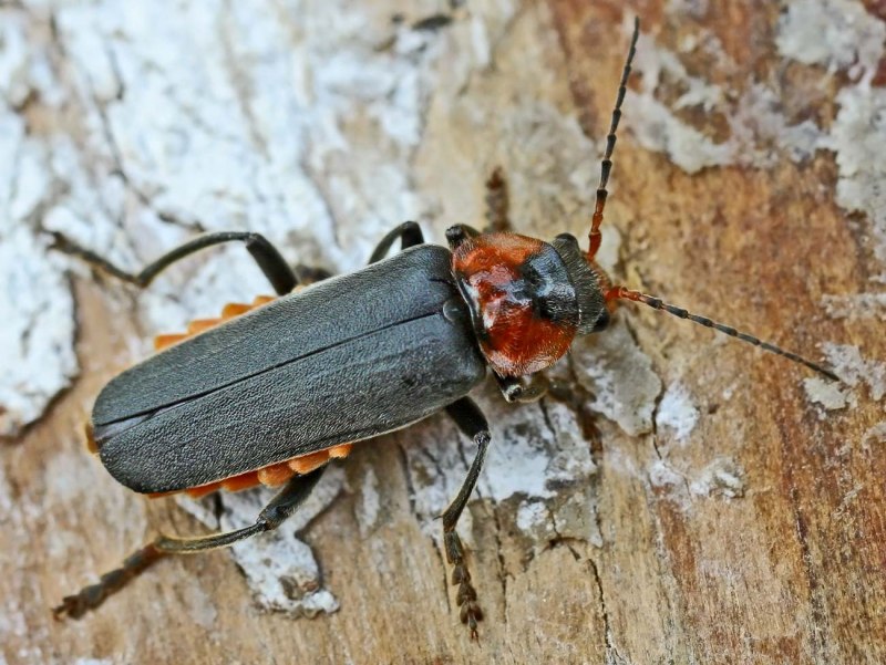 Жук Cantharis Fusca
