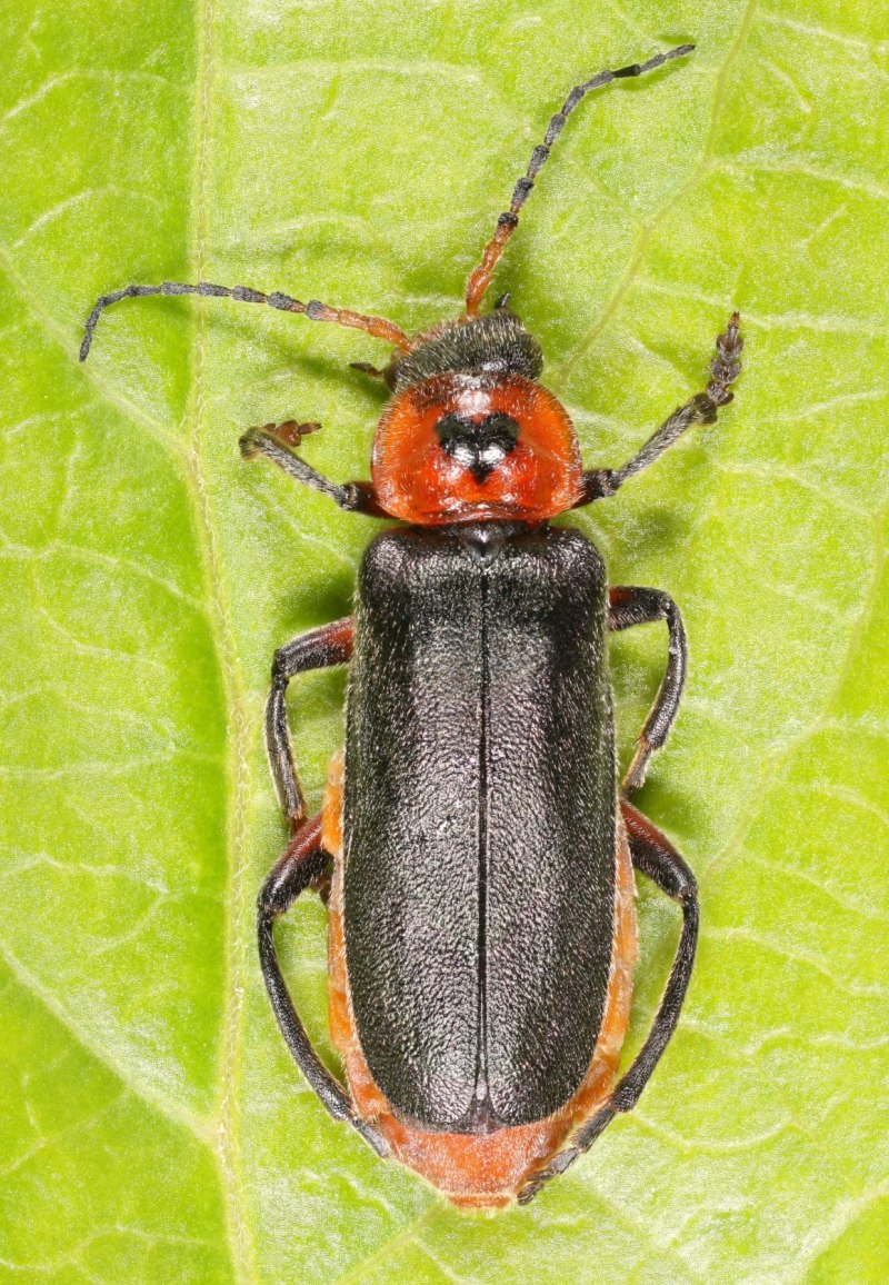 Мягкотелка Cantharis