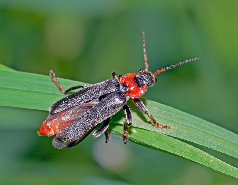 Мягкотелка Cantharis