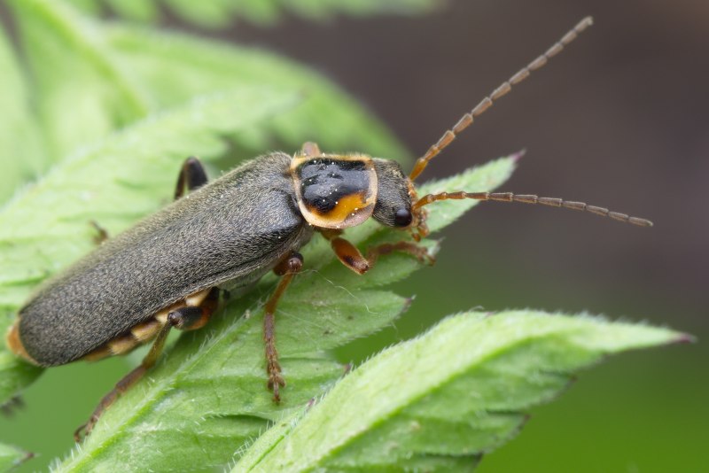 Мягкотелка яркая (Сantharis pellucida)