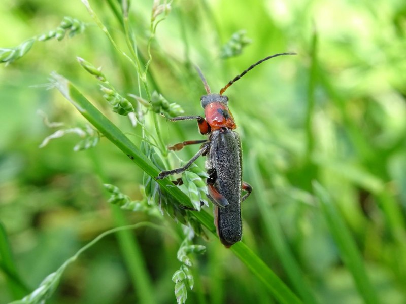 Cantharis Rufa