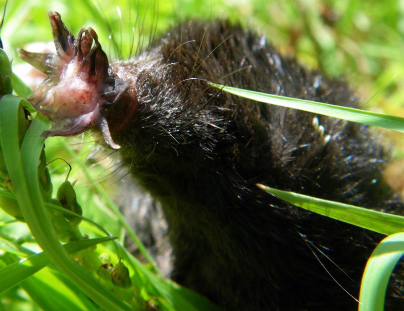 Condylura cristata